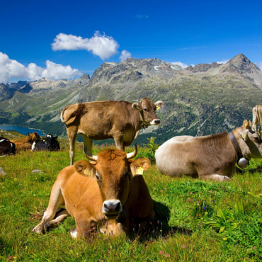 Kühe am Weg vom Corvatsch-Murtel mit Piz Polaschin (3013 m) und Oberengadiner Seen, St. Moritz 1000 Puzzle 3D Modell