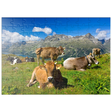 puzzleplate Kühe am Weg vom Corvatsch-Murtel mit Piz Polaschin (3013 m) und Oberengadiner Seen, St. Moritz 100 Puzzle