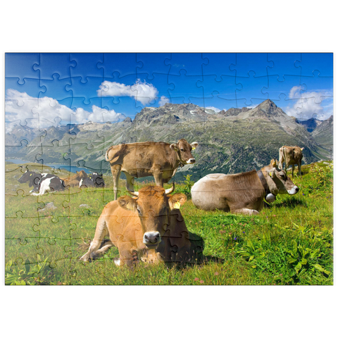 puzzleplate Kühe am Weg vom Corvatsch-Murtel mit Piz Polaschin (3013 m) und Oberengadiner Seen, St. Moritz 100 Puzzle