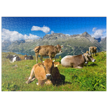 puzzleplate Kühe am Weg vom Corvatsch-Murtel mit Piz Polaschin (3013 m) und Oberengadiner Seen, St. Moritz 500 Puzzle