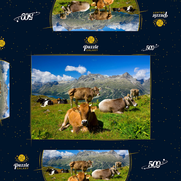 Kühe am Weg vom Corvatsch-Murtel mit Piz Polaschin (3013 m) und Oberengadiner Seen, St. Moritz 500 Puzzle Schachtel 3D Modell