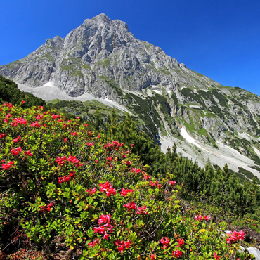 Blühende Alpenrosen bei der Coburger Hütte, Tirol, Österreich 1000 Puzzle 3D Modell