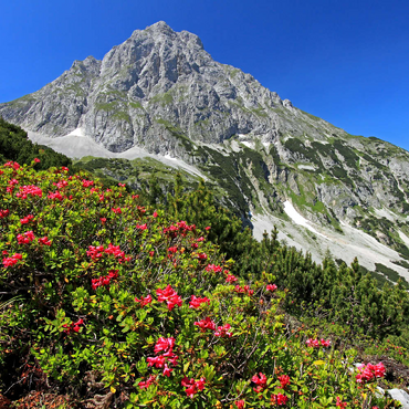 Blühende Alpenrosen bei der Coburger Hütte, Tirol, Österreich 100 Puzzle 3D Modell