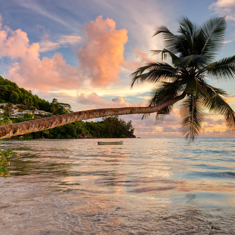 Palme am Strand von Baie Lazare, Westküste, Insel Mahe, Seychellen 1000 Puzzle 3D Modell