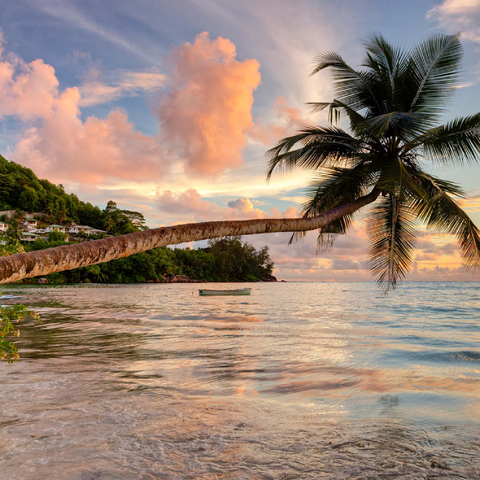 Palme am Strand von Baie Lazare, Westküste, Insel Mahe, Seychellen 100 Puzzle 3D Modell