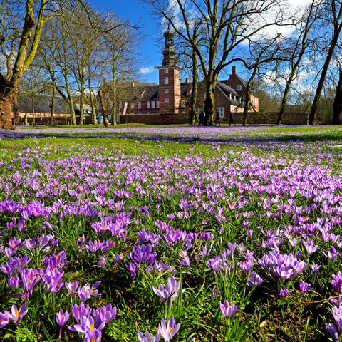 Krokusblüte im Schlosspark mit dem Schloss vor Husum 100 Puzzle 3D Modell