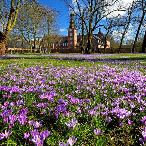Krokusblüte im Schlosspark mit dem Schloss vor Husum 500 Puzzle 3D Modell