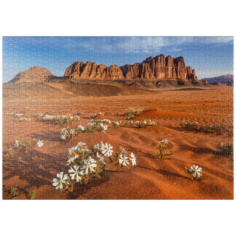 puzzleplate Die Wüste blüht, Blumen im Sand, Wadi Rum, Jordanien 1000 Puzzle