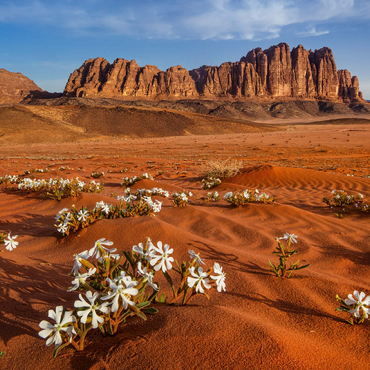 Die Wüste blüht, Blumen im Sand, Wadi Rum, Jordanien 100 Puzzle 3D Modell