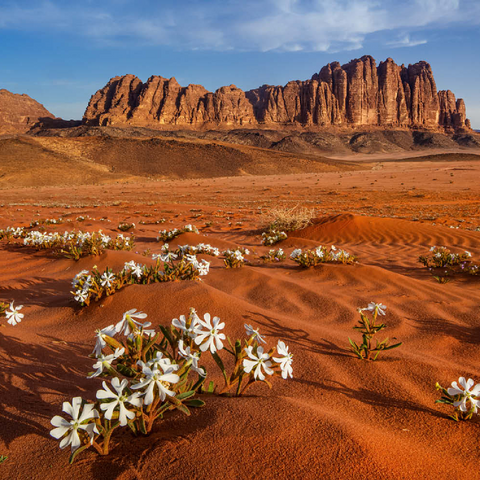 Die Wüste blüht, Blumen im Sand, Wadi Rum, Jordanien 200 Puzzle 3D Modell
