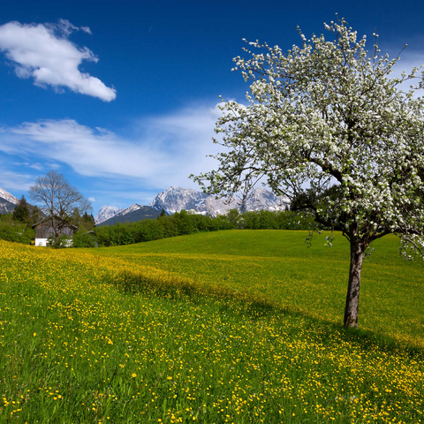 Frühlingswiese in Gerold gegen Wörner (2476m) und Tiefkarspitze (2430m) bei Mittenwald, Oberbayern 1000 Puzzle 3D Modell