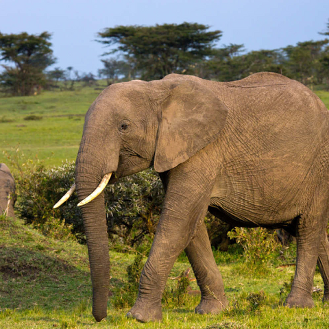 Masai Mara, Kenia, Elefanten 100 Puzzle 3D Modell