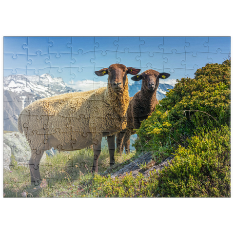 puzzleplate Braunes Bergschaf im Wandergebiet Aletschregion, Aletschgebiet 100 Puzzle