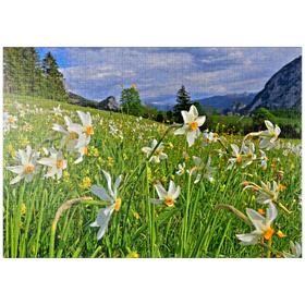 Darstellung des Puzzle-Motivs Blühende Narzissenwiese, Tauplitz, Salzkammergut, Steiermark, Österreich – Puzzleteile: 1000