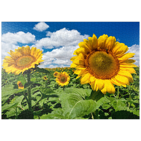 Darstellung des Puzzle-Motivs Sonnenblumenfeld – Puzzleteile: 1000