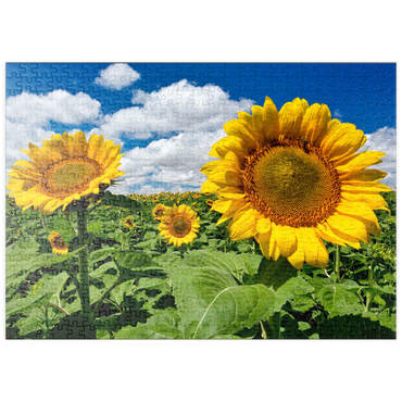 puzzleplate Sonnenblumenfeld 500 Puzzle