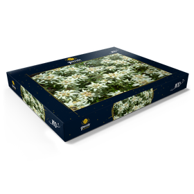 Darstellung des Puzzle Motivs Edelweiß (Leontopodium) - Puzzleteile: 100