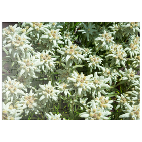 Darstellung des Puzzle Motivs Edelweiß (Leontopodium) - Puzzleteile: 100