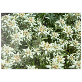 Darstellung des Puzzle Motivs Edelweiß (Leontopodium) - Puzzleteile: 500