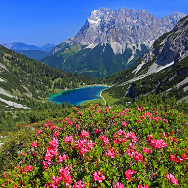 Blühende Alpenrosen bei der Coburger Hütte gegen Seebensee (1657m) und Zugspitzgruppe (2962m) bei Ehrwald 1000 Puzzle 3D Modell
