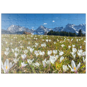 puzzleplate Krokuswiese am Geroldsee bei Gerold mit Blick zum Karwendelgebirge im Frühling 100 Puzzle