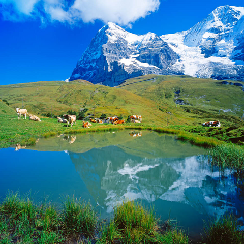 Kühe am Weiher gegen Eiger-Nordwand (3970m) und Mönch (4107m) 200 Puzzle 3D Modell