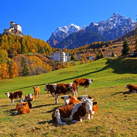 Kühe auf der Weide mit Blick zum Schloss Tarasp, Graubünden, Schweiz 200 Puzzle 3D Modell