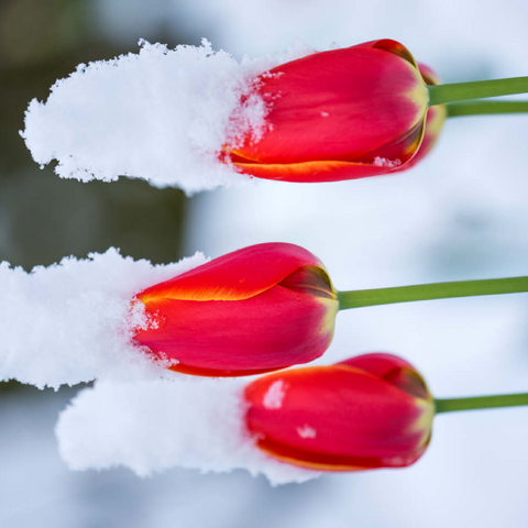 Tulpen im Schnee 100 Puzzle 3D Modell