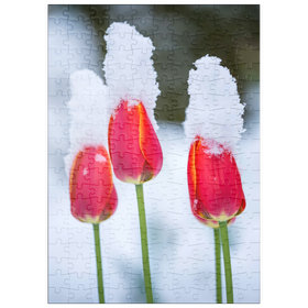 Darstellung des Puzzle Motivs Tulpen im Schnee - Puzzleteile: 200