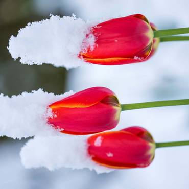 Tulpen im Schnee 500 Puzzle 3D Modell