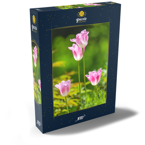 Tulpen in einem Hausgarten 1000 Puzzle Schachtel Ansicht2