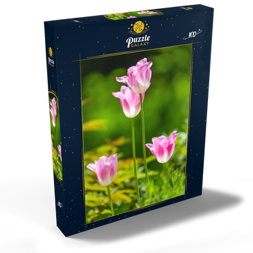 Tulpen in einem Hausgarten 100 Puzzle Schachtel Ansicht2