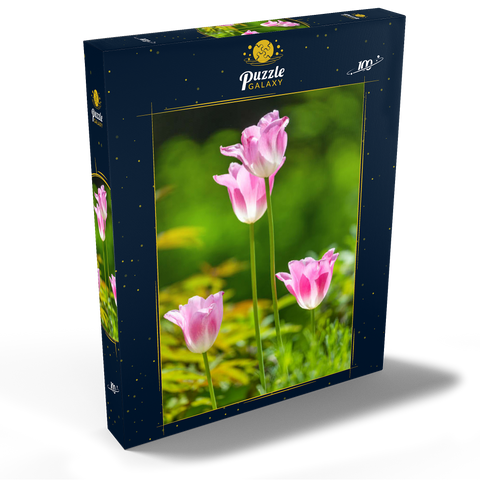 Tulpen in einem Hausgarten 100 Puzzle Schachtel Ansicht2