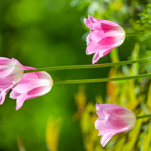 Tulpen in einem Hausgarten 100 Puzzle 3D Modell