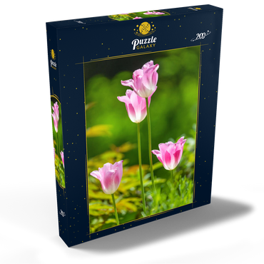 Tulpen in einem Hausgarten 200 Puzzle Schachtel Ansicht2