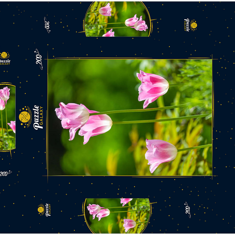 Tulpen in einem Hausgarten 200 Puzzle Schachtel 3D Modell