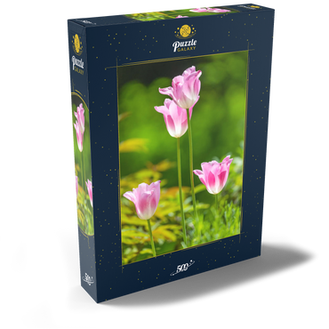 Tulpen in einem Hausgarten 500 Puzzle Schachtel Ansicht2