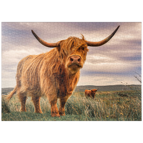 Darstellung des Puzzle-Motivs Highland Kühe an der Nordküste Schottlands – Puzzleteile: 1000
