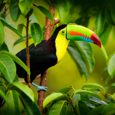 Costa Rica wild lebende Tiere. Tukan sitzend auf dem Ast im Wald, grüne Vegetation. Natur Urlaub in Mittelamerika. Keel-billed Tukan, Ramphastos sulfuratus. Tierwelt aus Costa Rica. 1000 Puzzle 3D Modell