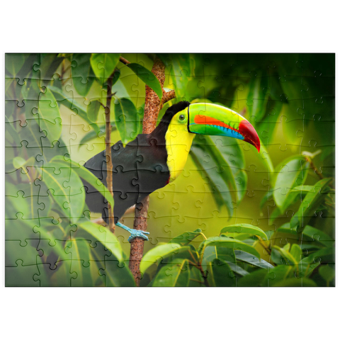 puzzleplate Costa Rica wild lebende Tiere. Tukan sitzend auf dem Ast im Wald, grüne Vegetation. Natur Urlaub in Mittelamerika. Keel-billed Tukan, Ramphastos sulfuratus. Tierwelt aus Costa Rica. 100 Puzzle