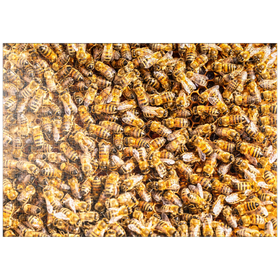 Darstellung des Puzzle-Motivs Arbeiter Honigbienen auf einem Rahmen aus einem Bienenstock – Puzzleteile: 1000