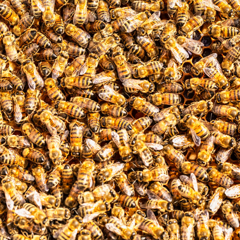 Arbeiter Honigbienen auf einem Rahmen aus einem Bienenstock. 1000 Puzzle 3D Modell