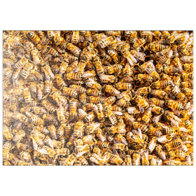 Darstellung des Puzzle Motivs Arbeiter Honigbienen auf einem Rahmen aus einem Bienenstock - Puzzleteile: 100