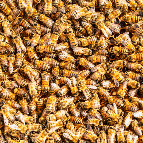 Arbeiter Honigbienen auf einem Rahmen aus einem Bienenstock. 100 Puzzle 3D Modell