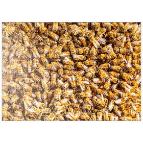 Darstellung des Puzzle-Motivs Arbeiter Honigbienen auf einem Rahmen aus einem Bienenstock – Puzzleteile: 200