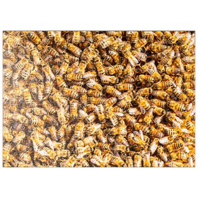 Darstellung des Puzzle-Motivs Arbeiter Honigbienen auf einem Rahmen aus einem Bienenstock – Puzzleteile: 500
