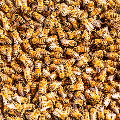 Arbeiter Honigbienen auf einem Rahmen aus einem Bienenstock. 500 Puzzle 3D Modell
