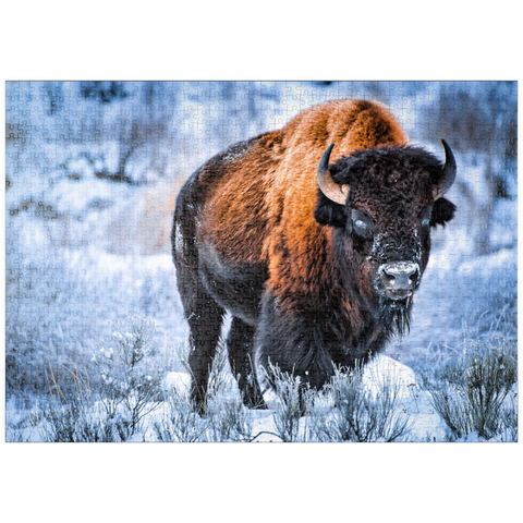 puzzleplate Amerikanischer Bison, kauert im Winter im Schnee, Yellowstone National Park 1000 Puzzle