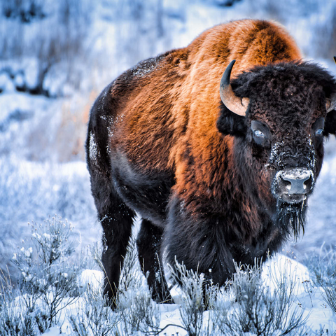 Amerikanischer Bison, kauert im Winter im Schnee, Yellowstone National Park 1000 Puzzle 3D Modell