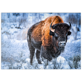 Darstellung des Puzzle Motivs Amerikanischer Bison, kauert im Winter im Schnee, Yellowstone National Park - Puzzleteile: 100